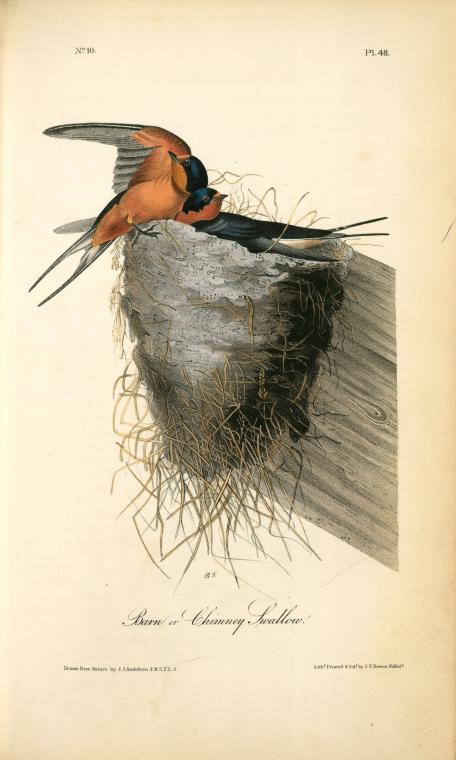 WikiOO.org - 백과 사전 - 회화, 삽화 John James Audubon - Barn or Chimney Swallow