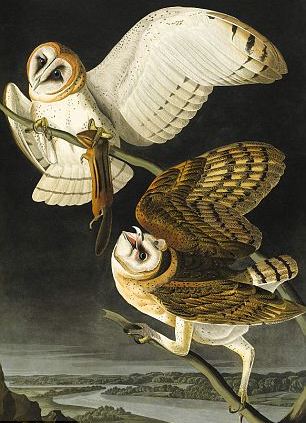 WikiOO.org - אנציקלופדיה לאמנויות יפות - ציור, יצירות אמנות John James Audubon - Barn owl