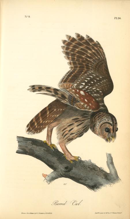 WikiOO.org - אנציקלופדיה לאמנויות יפות - ציור, יצירות אמנות John James Audubon - Barred Owl