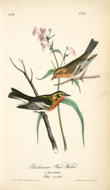 Wikioo.org - The Encyclopedia of Fine Arts - Painting, Artwork by John James Audubon - Blackburnia Wood-Warbler. 1. Male, 2. Female.