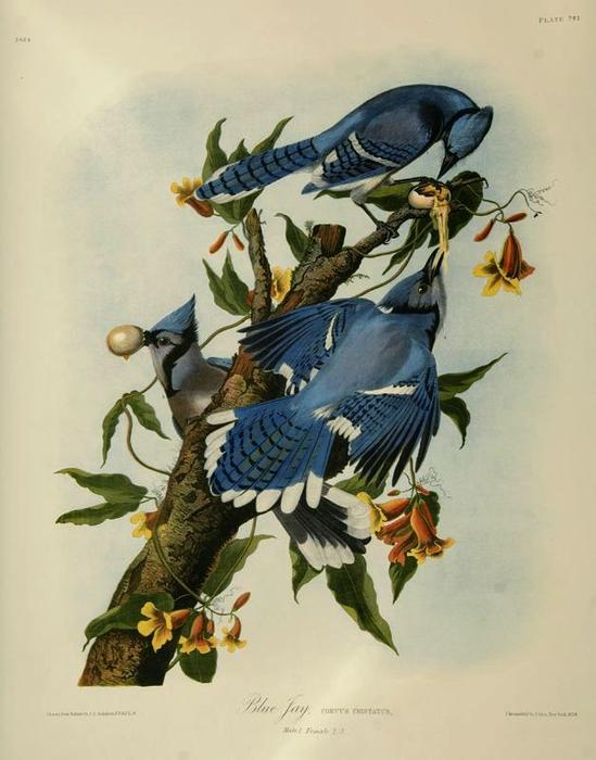 WikiOO.org - Encyclopedia of Fine Arts - Maľba, Artwork John James Audubon - Bluejays