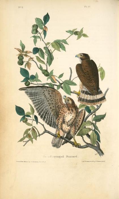 WikiOO.org - Encyclopedia of Fine Arts - Maľba, Artwork John James Audubon - Broad-winged Buzzard