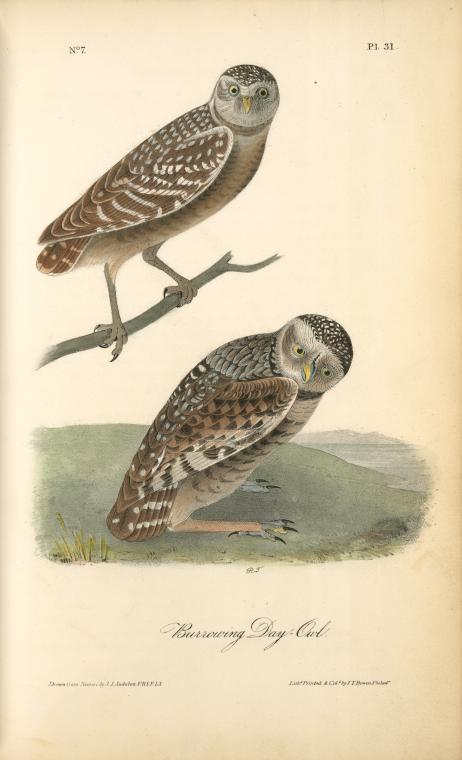 WikiOO.org - Encyclopedia of Fine Arts - Maleri, Artwork John James Audubon - Burrowing Day-Owl