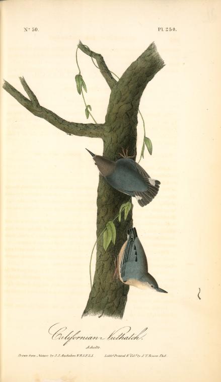 Wikioo.org - The Encyclopedia of Fine Arts - Painting, Artwork by John James Audubon - Californian Nuthatch. Adults