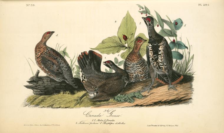 WikiOO.org - Encyclopedia of Fine Arts - Lukisan, Artwork John James Audubon - Canada Grouse. 1. 2. Males. 3. Females. (4. Trillium pictum. 5. Streptopus distortus.)
