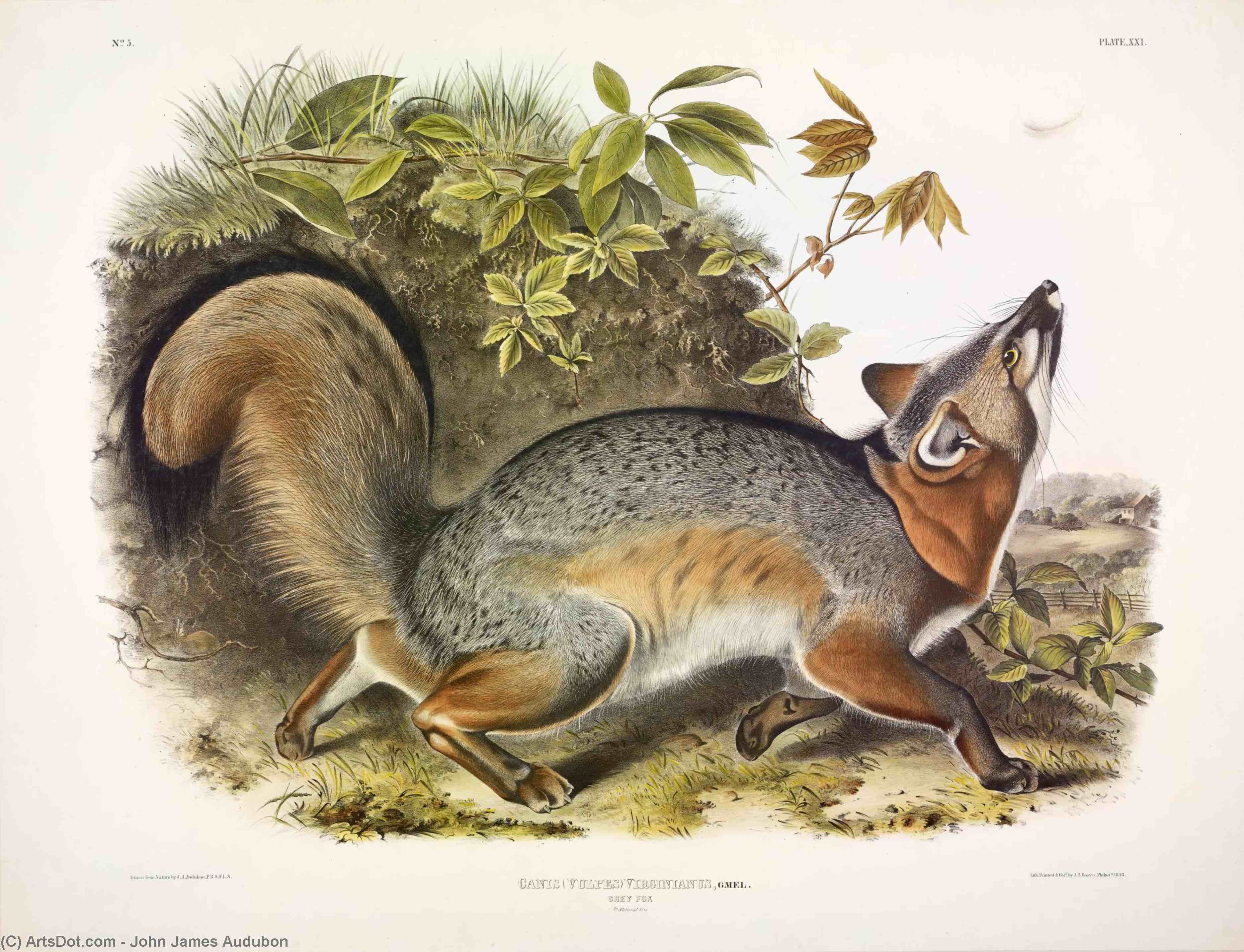 WikiOO.org – 美術百科全書 - 繪畫，作品 John James Audubon - 犬（赤）Virginianus，灰狐