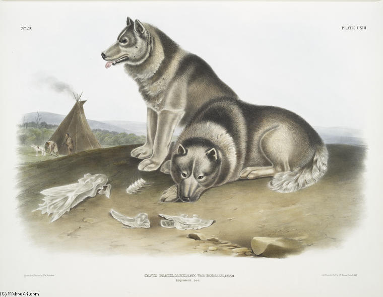 WikiOO.org - Encyclopedia of Fine Arts - Maalaus, taideteos John James Audubon - Canis familiaris, Esquimaux Dog