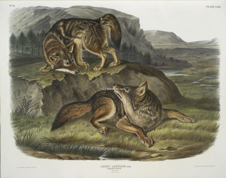 Wikioo.org – La Enciclopedia de las Bellas Artes - Pintura, Obras de arte de John James Audubon - Canis latrans, Prairie Wolf. Los machos
