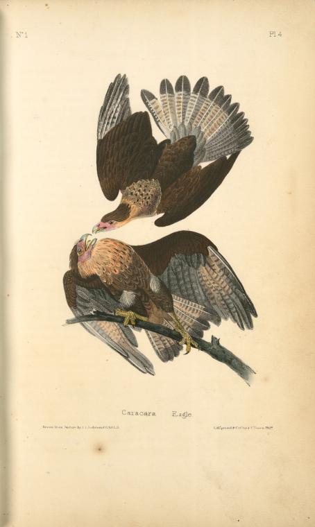 WikiOO.org - אנציקלופדיה לאמנויות יפות - ציור, יצירות אמנות John James Audubon - Caracara Eagle