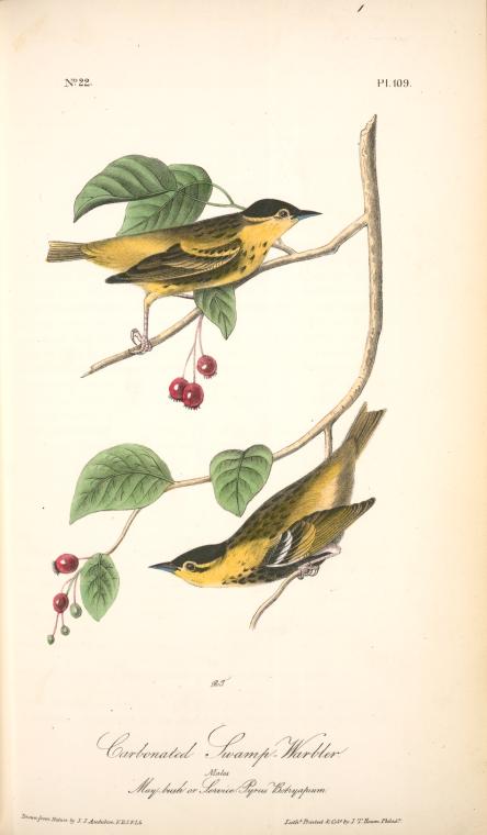 Wikioo.org - Bách khoa toàn thư về mỹ thuật - Vẽ tranh, Tác phẩm nghệ thuật John James Audubon - Carbonated Swamp-Warbler. Males. (May-bush or Service. Pyrus Botryapium.)