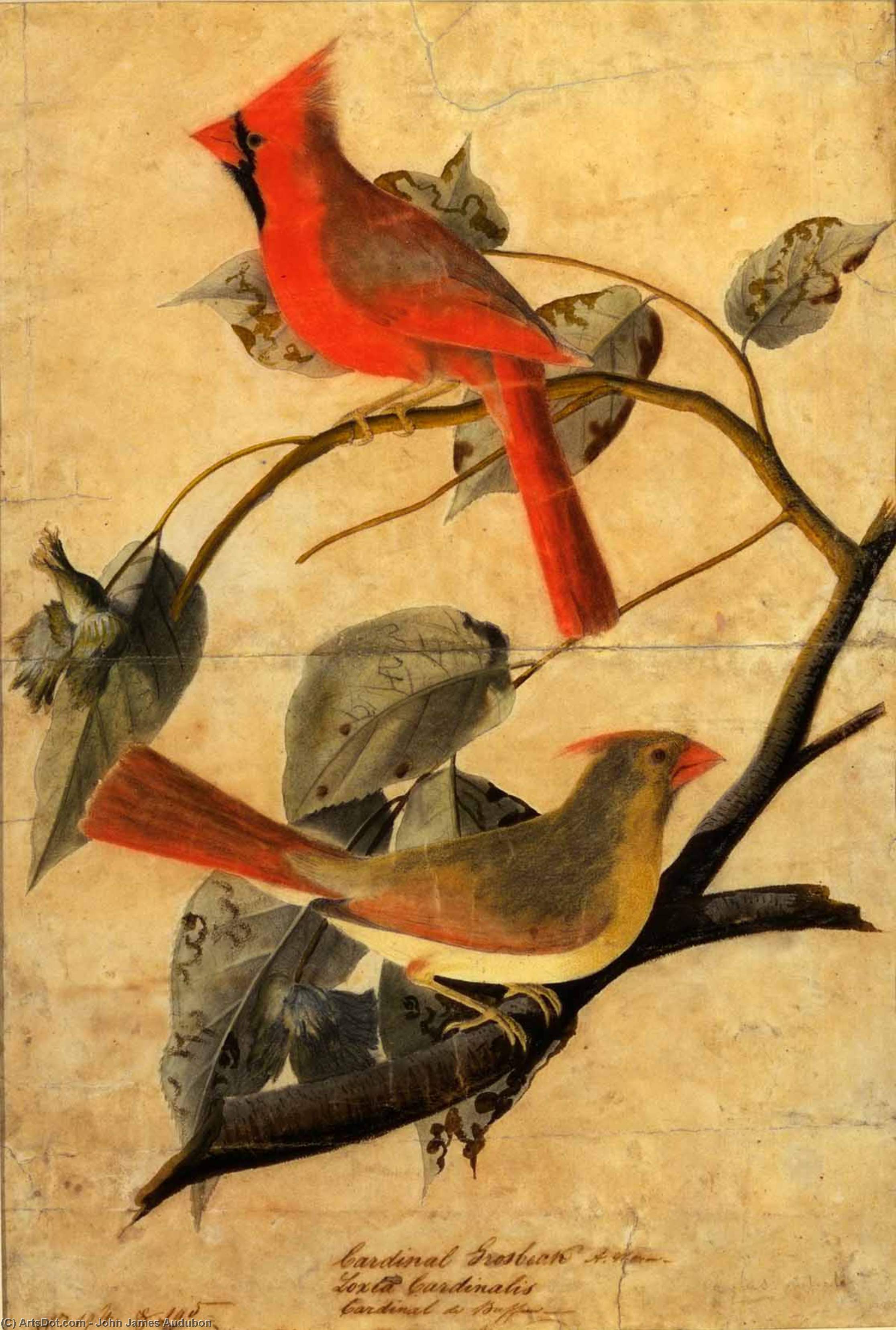 WikiOO.org - Enciklopedija dailės - Tapyba, meno kuriniai John James Audubon - Cardinal Grosbeak