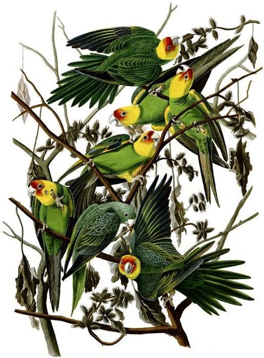 WikiOO.org - Encyclopedia of Fine Arts - Maalaus, taideteos John James Audubon - Carolina Parakeet