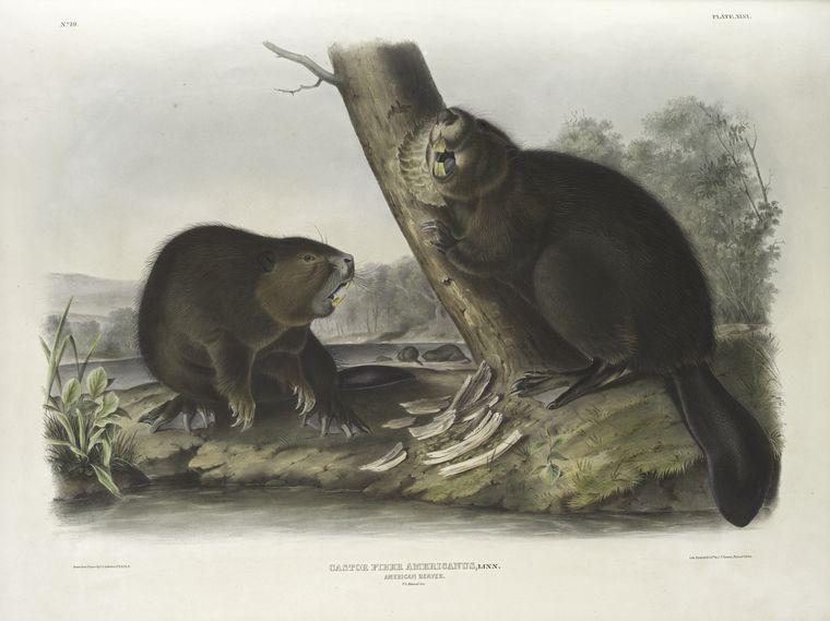 WikiOO.org - Εγκυκλοπαίδεια Καλών Τεχνών - Ζωγραφική, έργα τέχνης John James Audubon - Castor fiber Americanus, American Beaver