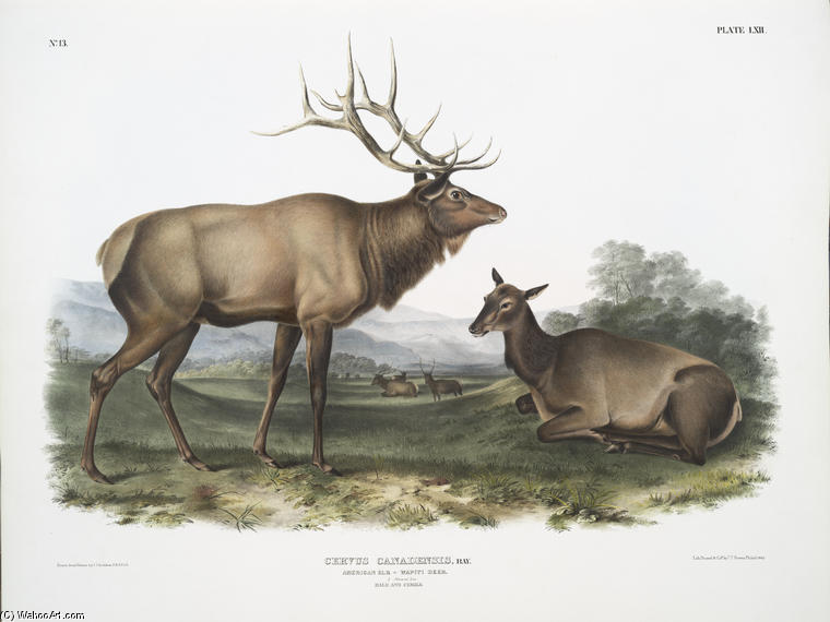 WikiOO.org – 美術百科全書 - 繪畫，作品 John James Audubon - 鹿加拿大一枝黄花，美国麋鹿，马鹿鹿