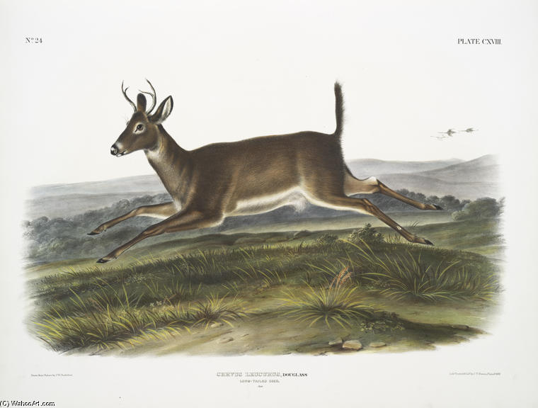 WikiOO.org - אנציקלופדיה לאמנויות יפות - ציור, יצירות אמנות John James Audubon - Cervus leucurus, Long-tailed Deer. Male