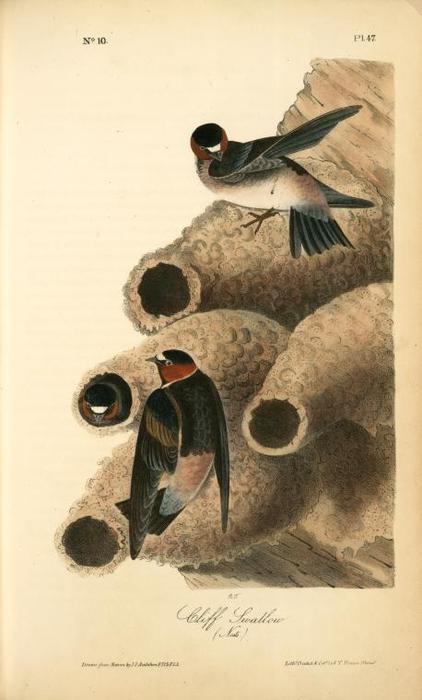 Wikioo.org – L'Encyclopédie des Beaux Arts - Peinture, Oeuvre de John James Audubon - Clif Swallow. (Nids)
