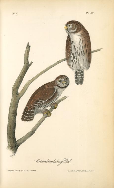 Wikioo.org - The Encyclopedia of Fine Arts - Painting, Artwork by John James Audubon - Columbian Day-Owl