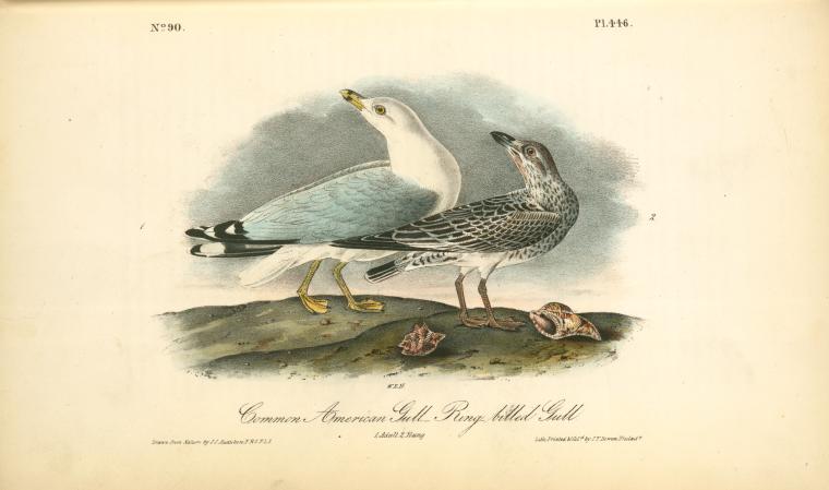 Wikioo.org - The Encyclopedia of Fine Arts - Painting, Artwork by John James Audubon - Common American Gull.-- Ring-billed Gull. 1. Adult. 2. Young