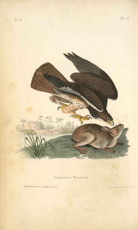 Wikioo.org - The Encyclopedia of Fine Arts - Painting, Artwork by John James Audubon - Common Buzzard