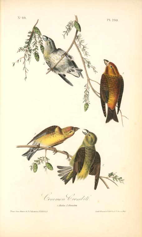 Wikioo.org - The Encyclopedia of Fine Arts - Painting, Artwork by John James Audubon - Common Crossbill. 1. Males. 2. Females.