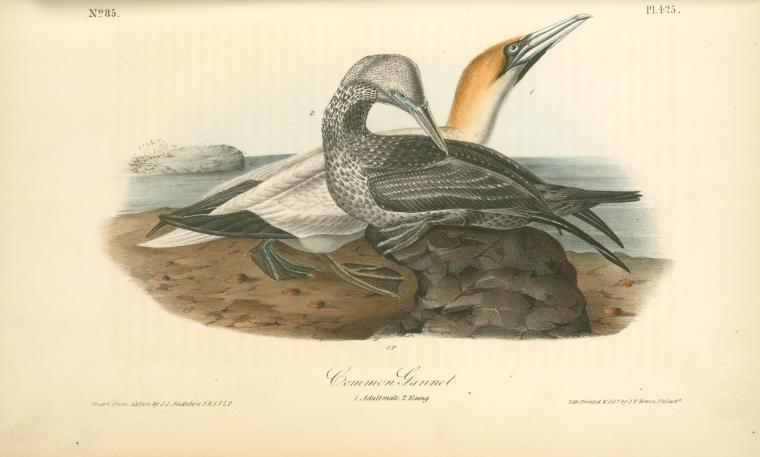 Wikioo.org - The Encyclopedia of Fine Arts - Painting, Artwork by John James Audubon - Common Gannet. 1. Adult Male. 2. Young