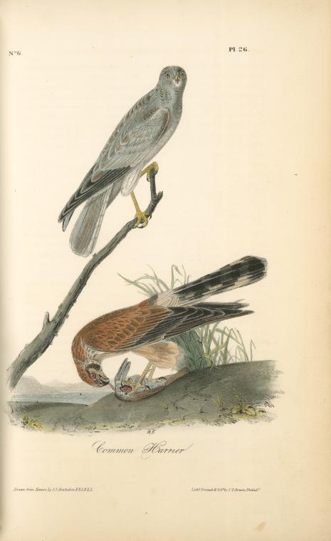 WikiOO.org - دایره المعارف هنرهای زیبا - نقاشی، آثار هنری John James Audubon - Common Harrier
