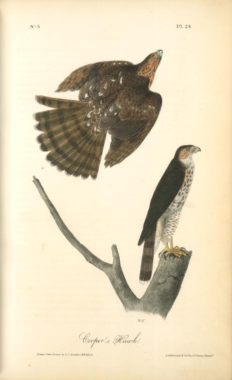 WikiOO.org - Εγκυκλοπαίδεια Καλών Τεχνών - Ζωγραφική, έργα τέχνης John James Audubon - Cooper's Hawk