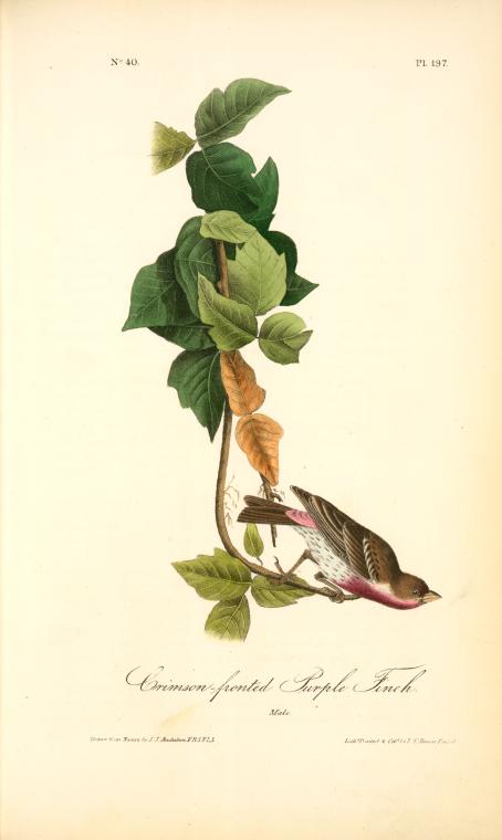 WikiOO.org - Encyclopedia of Fine Arts - Maľba, Artwork John James Audubon - Crimson-fronted Purple Finch. Male.