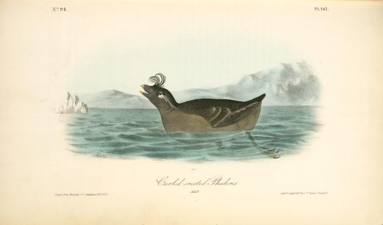 WikiOO.org - Güzel Sanatlar Ansiklopedisi - Resim, Resimler John James Audubon - Curled-crested Phaleris. Adult