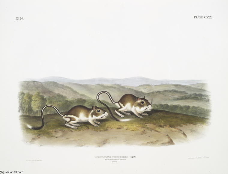 Wikioo.org - Encyklopedia Sztuk Pięknych - Malarstwo, Grafika John James Audubon - Dipodomys Phillipsii, Pouched Jerboa Mouse. Males. Natural size