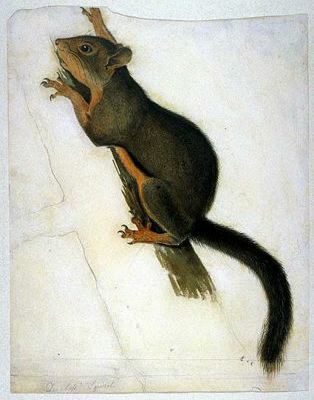 Wikioo.org - The Encyclopedia of Fine Arts - Painting, Artwork by John James Audubon - Douglass' Squirrel