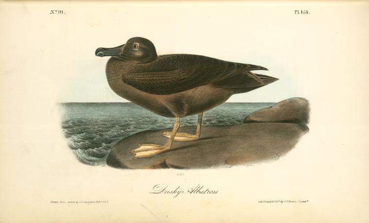 WikiOO.org - אנציקלופדיה לאמנויות יפות - ציור, יצירות אמנות John James Audubon - Dusky Albatros