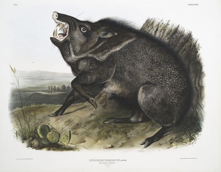 WikiOO.org - 백과 사전 - 회화, 삽화 John James Audubon - Dycoteles torquatus, Collared Peccary
