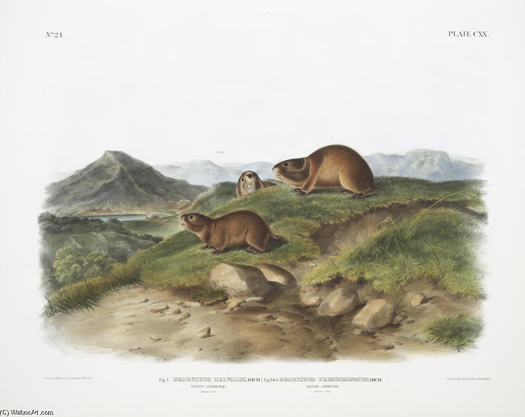 WikiOO.org – 美術百科全書 - 繪畫，作品 John James Audubon - 图。 1. Georychus helvolus，黄褐色旅鼠。自然大小;图。 2. Georychus trimucronatus，返回的旅鼠