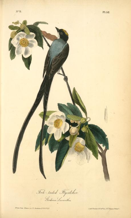Wikioo.org - The Encyclopedia of Fine Arts - Painting, Artwork by John James Audubon - Fork-tailed Flycatcher. Gordonia Lasianthus