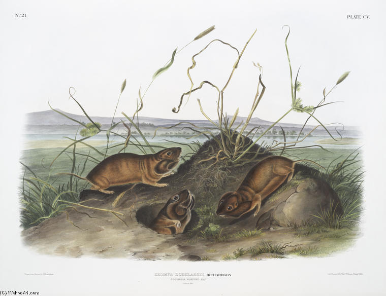WikiOO.org - Εγκυκλοπαίδεια Καλών Τεχνών - Ζωγραφική, έργα τέχνης John James Audubon - Geomys douglassii, Columbia Pouched Rat. Natural size