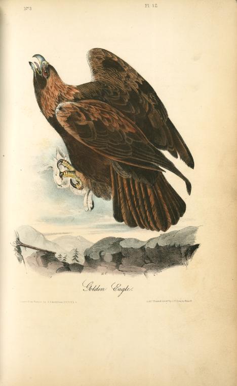 WikiOO.org - אנציקלופדיה לאמנויות יפות - ציור, יצירות אמנות John James Audubon - Golden Eagle