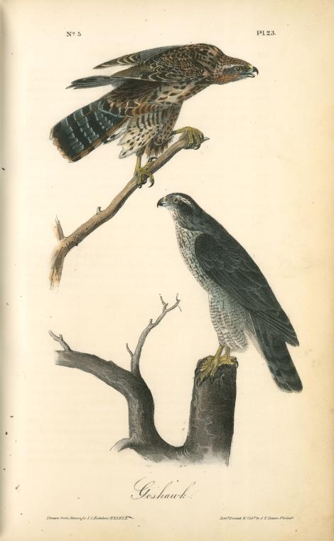 Wikioo.org - The Encyclopedia of Fine Arts - Painting, Artwork by John James Audubon - Goshawk