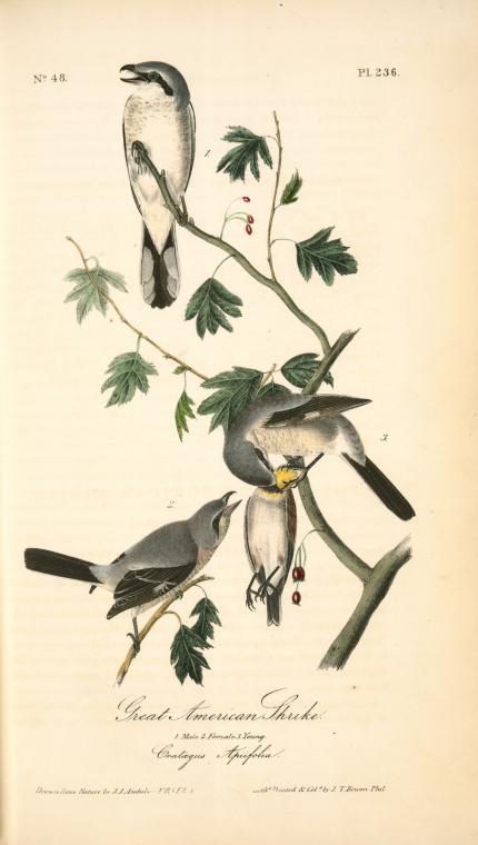 Wikioo.org - The Encyclopedia of Fine Arts - Painting, Artwork by John James Audubon - Great American Shrike. 1. Male. 2. Female. 3. Young. (Cratagus. Apiifolia.)