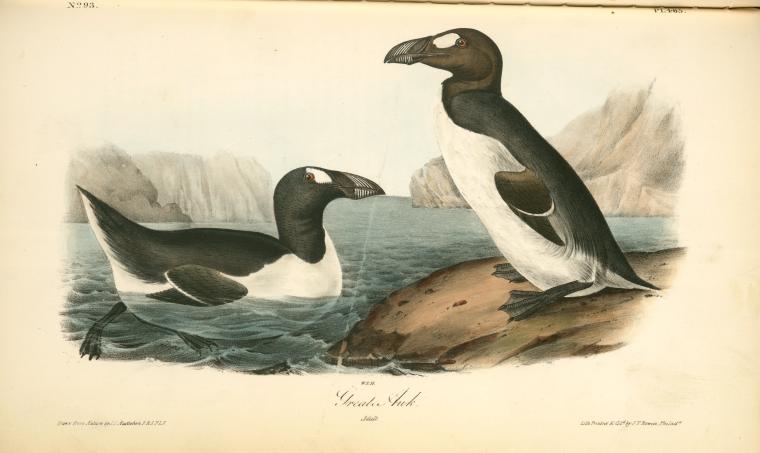 WikiOO.org - אנציקלופדיה לאמנויות יפות - ציור, יצירות אמנות John James Audubon - Great Auk. Adult