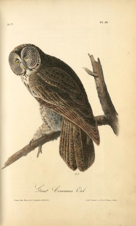 WikiOO.org - Encyclopedia of Fine Arts - Målning, konstverk John James Audubon - Great Cinereous Owl
