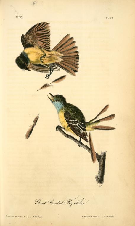 Wikioo.org - The Encyclopedia of Fine Arts - Painting, Artwork by John James Audubon - Great Crested Flycatcher