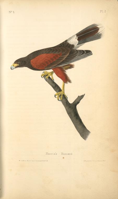 WikiOO.org - Enciclopedia of Fine Arts - Pictura, lucrări de artă John James Audubon - Harris's Buzzard