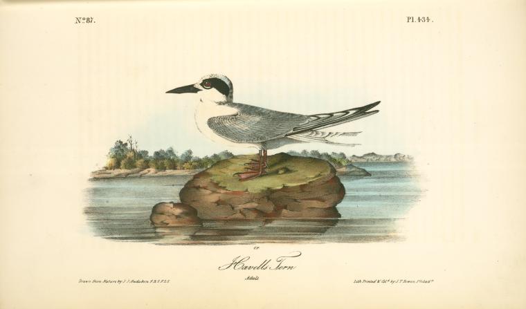 Wikioo.org – L'Enciclopedia delle Belle Arti - Pittura, Opere di John James Audubon - Tern di Havell. Adulto