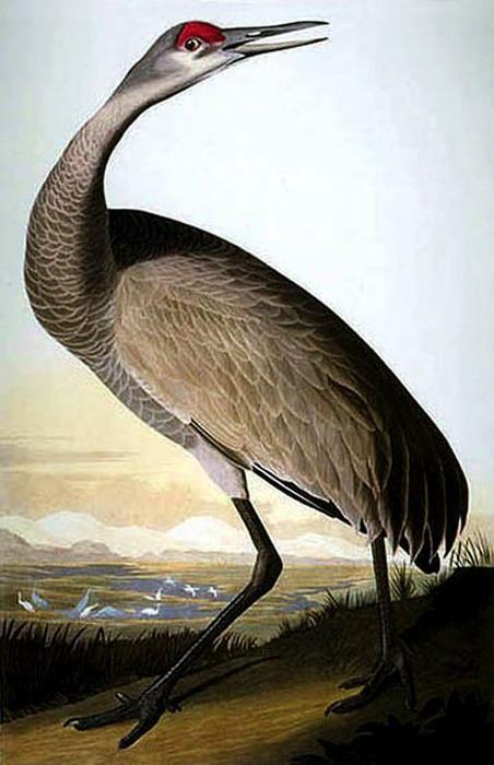 Wikoo.org - موسوعة الفنون الجميلة - اللوحة، العمل الفني John James Audubon - Hooping Crane