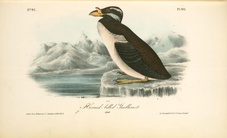 WikiOO.org - אנציקלופדיה לאמנויות יפות - ציור, יצירות אמנות John James Audubon - Horned-billed Guillemot. Adult