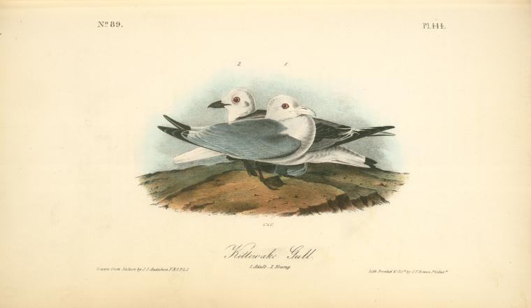 Wikioo.org - The Encyclopedia of Fine Arts - Painting, Artwork by John James Audubon - Kittiwake Gull. 1. Adult. 2. Young