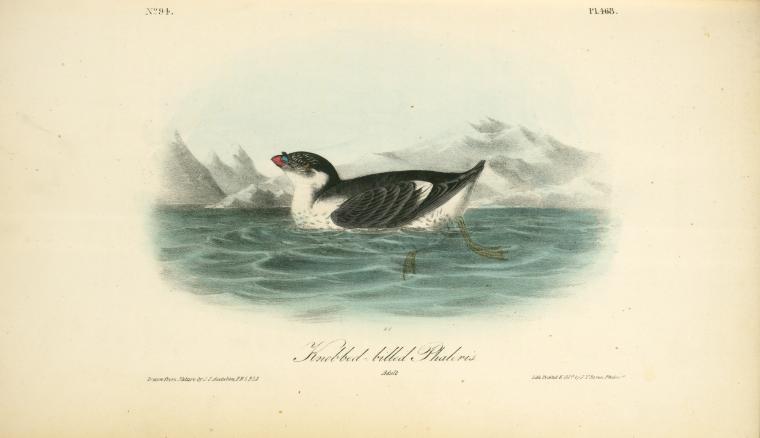 WikiOO.org - Encyclopedia of Fine Arts - Maalaus, taideteos John James Audubon - Knobbed-billed Phaleris. Adult