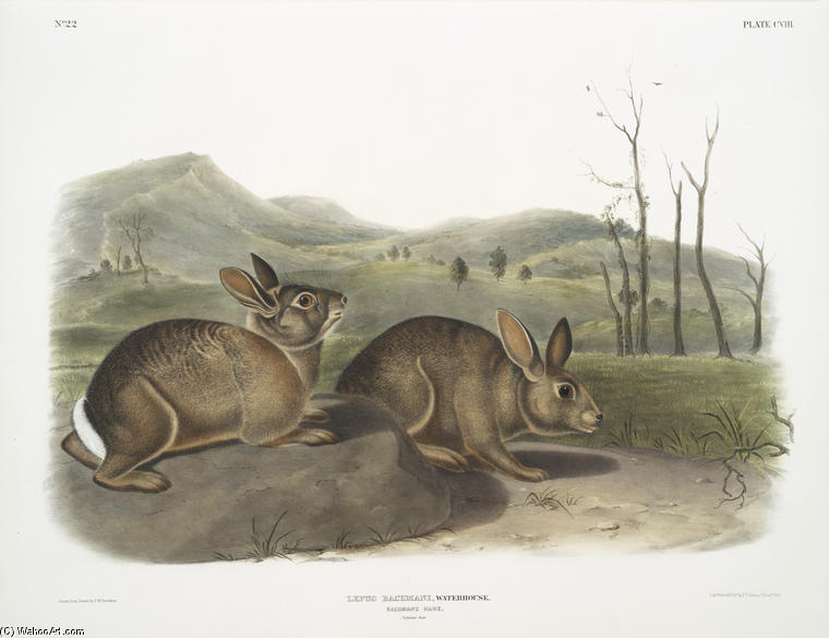 WikiOO.org – 美術百科全書 - 繪畫，作品 John James Audubon - 天兔座Bachmani，巴赫曼的野兔。自然大小