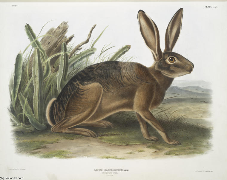 Wikioo.org - The Encyclopedia of Fine Arts - Painting, Artwork by John James Audubon - Lepus californicus, Californian Hare. Natural size